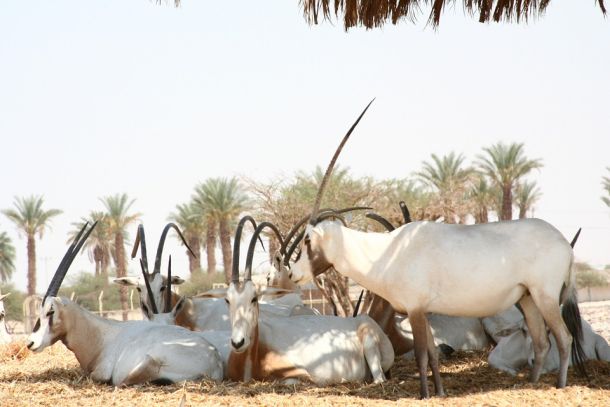 shade-Mammal Arabian Wildlife Park