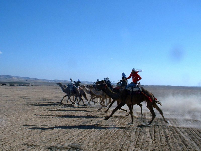 Camel race