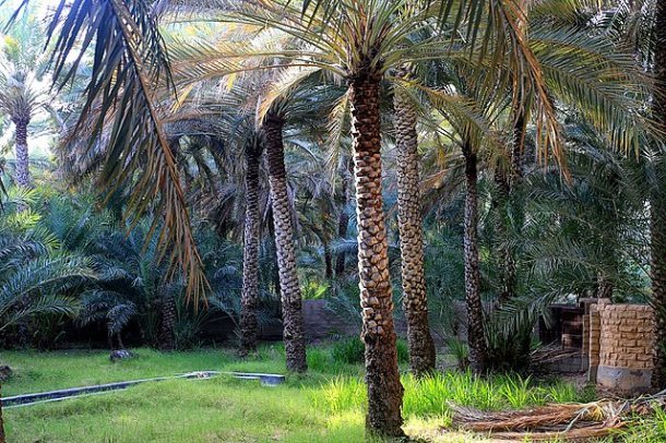 Al Ain Oasis