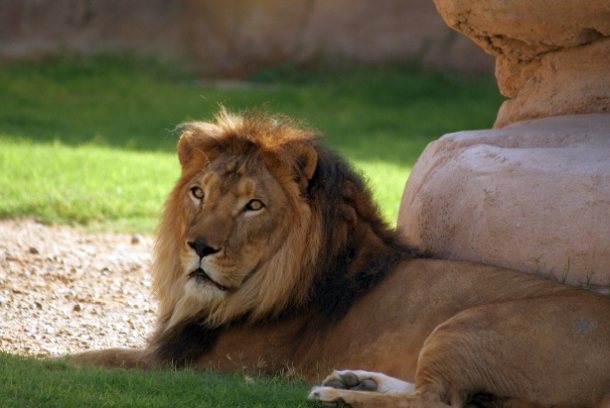 Al Ain Zoo
