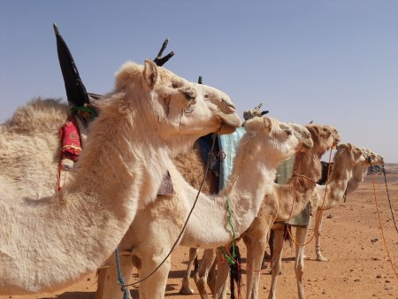 Camel market