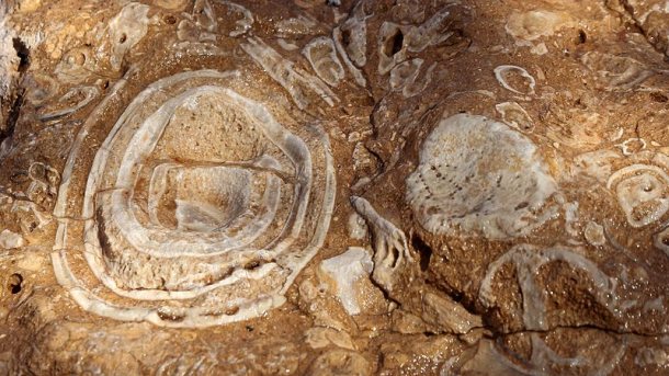 Fossil Rock