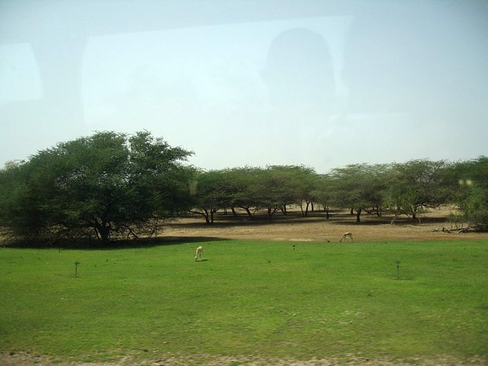 Sir Bani Yas Island