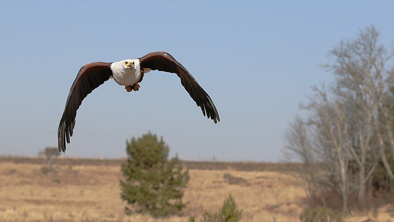 Kalba Bird of Prey Centre