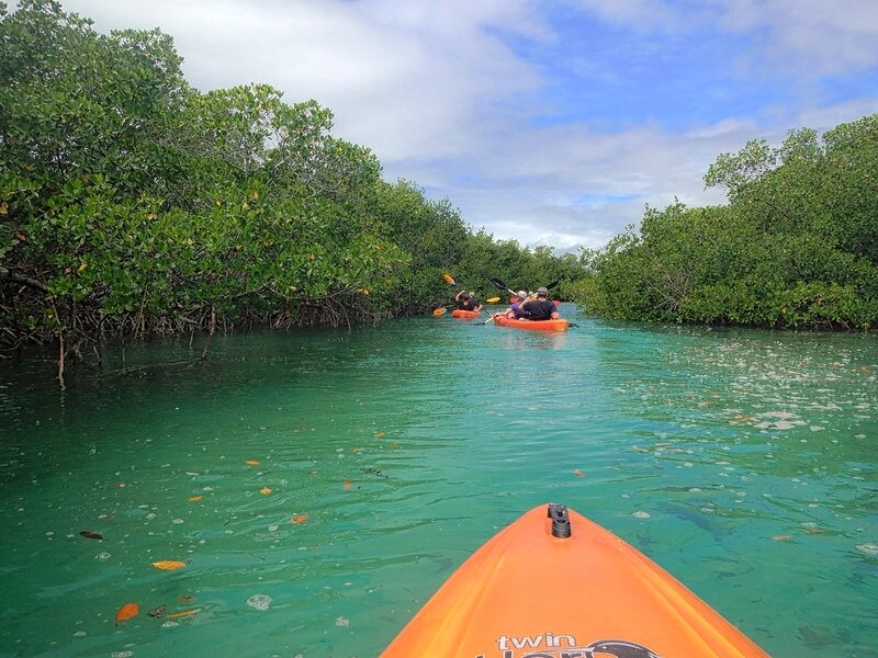 Eastern mangrove national park