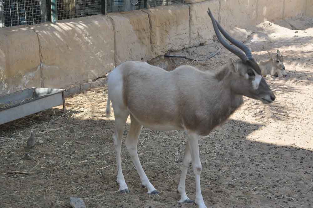 Emirates Park Zoo