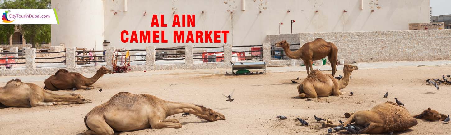 Al Ain Camel Market