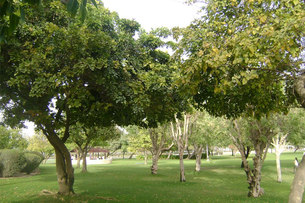 Things to Do in Bur Dubai