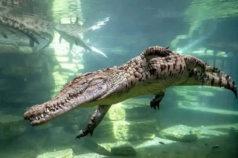 Dubai Crocodile Park Tour