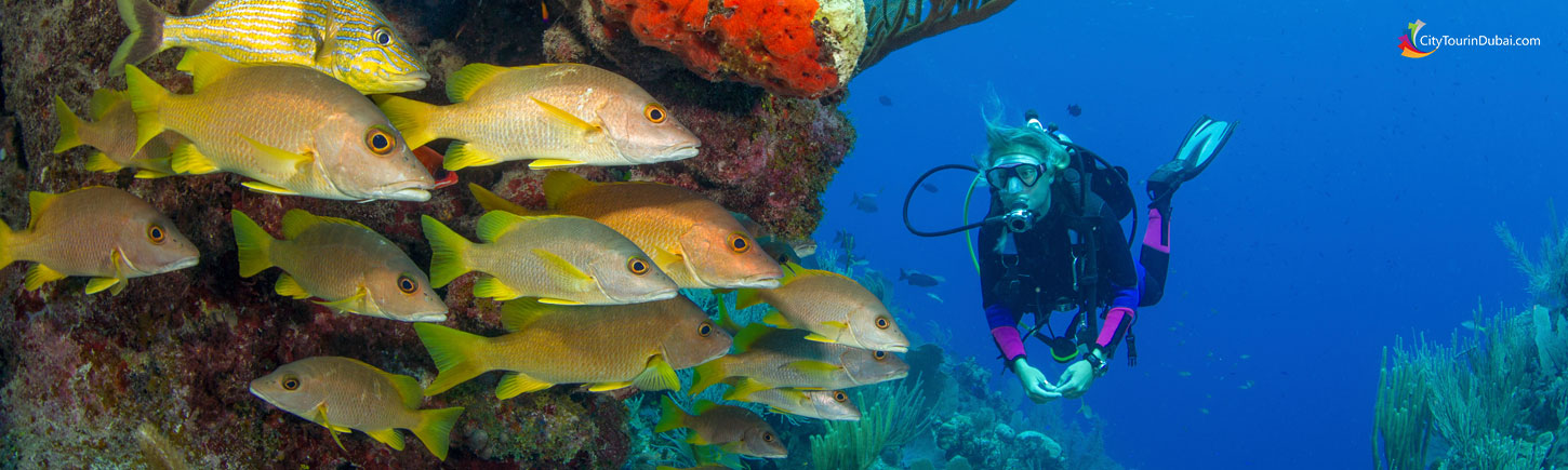 Scuba Diving in Dubai