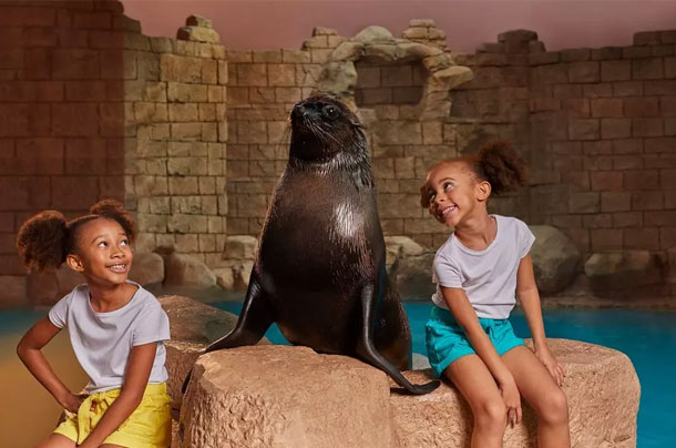 Sea Lion Show
